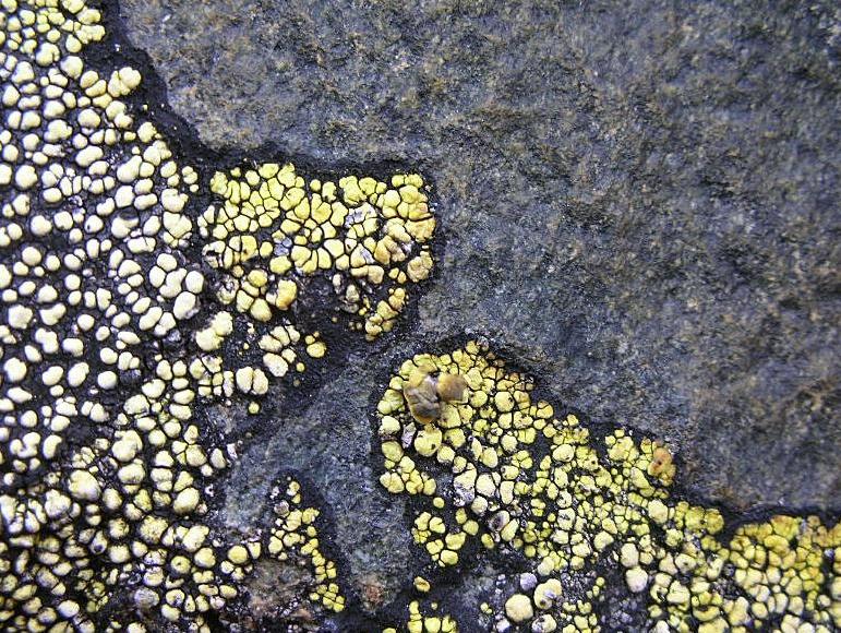 Rhizocarpon  sp. dalla Val d'' Aosta